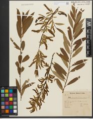 Foto von Salix triandra subsp. triandra L.